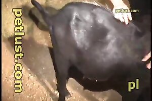 videos zoophilia,zoofilia porn