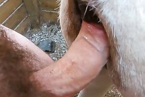 horse porn,fuck
